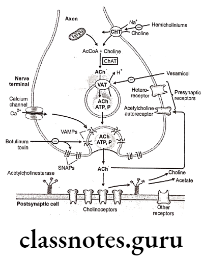 Medicinal Chemistry Drugs Acting On Autonomic Nervous System 2 Neurotransmitters from Cholinergic nerves