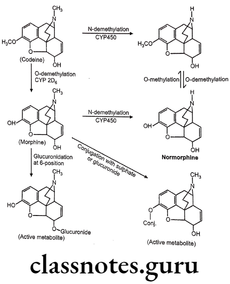Medicinal Chemistry Drugs Action On Central Nervous System Metabolism of Opioids