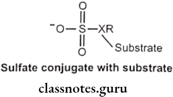 Medicinal Chemistry Introduction To Medicinal Chemistry Sulfate conjugation