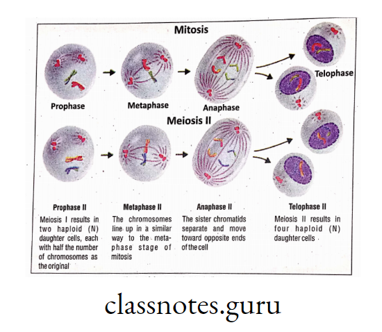 Meiosis II is similar to Mitosis.