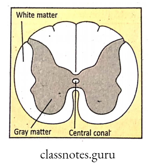 Orientation of gray matter and white matter in spinal cord