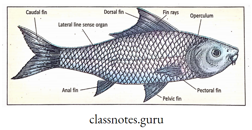 Paired and unpaired fins in Rohu fish