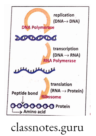 Pathway of 'Central Dogma'.