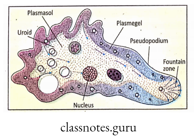Pseudopodia, Plasmagel and Plasmasol in Amoeba