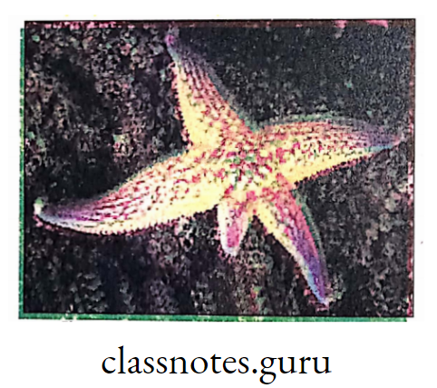 Regeneration of arm in star fish.