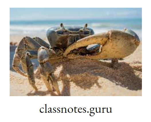 Regeneration of leg in Crab (Crustacea).