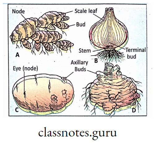 Reproduction by underground modified stem—A. Ginger, B. Onion, C. Potato, D. 01 (Amorphophallus).