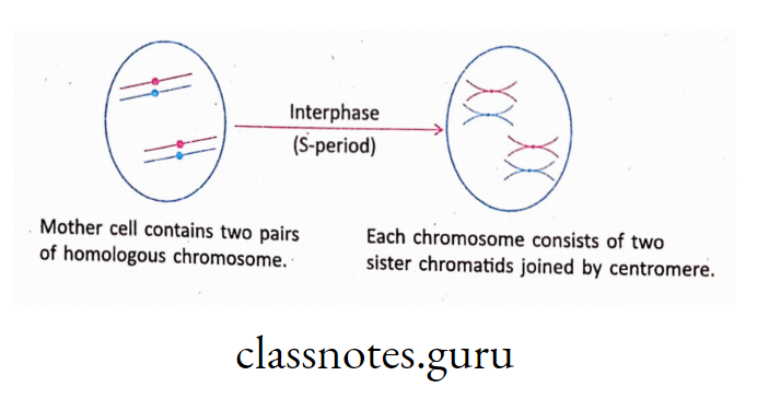Separation of homologous chromosome
