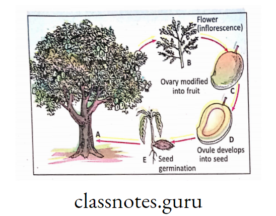 Sexual reproduction and life cycle of mango tree