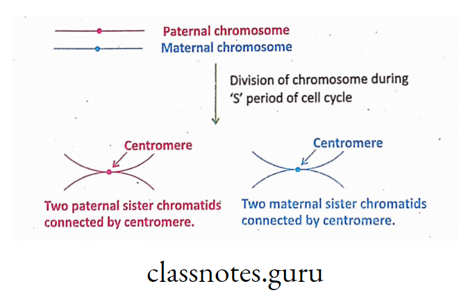 Sister and Non-sister chromatid