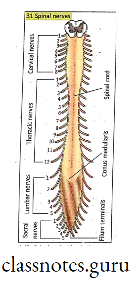 Spinal cord with spinal nerves