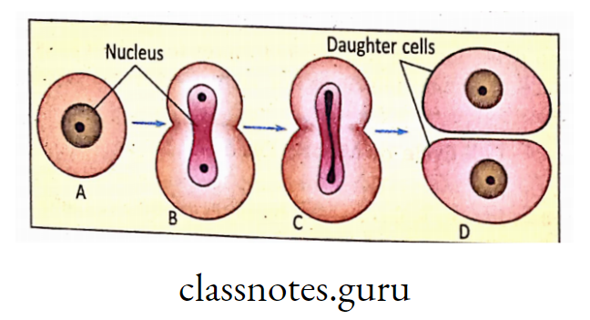 Stages of Amitosis