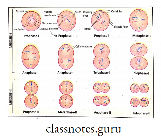 Stages of Meiosis l and Meiosis II in an Animal cell