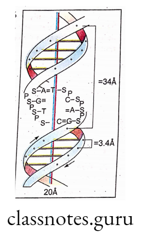 Structure of DNA double helix