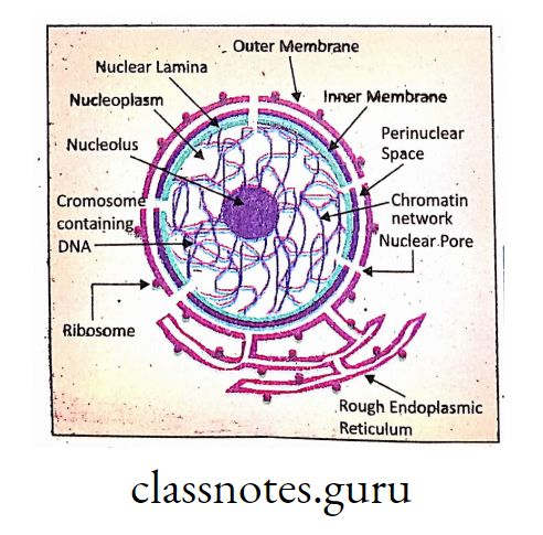 Structure of Interphase nucleus.
