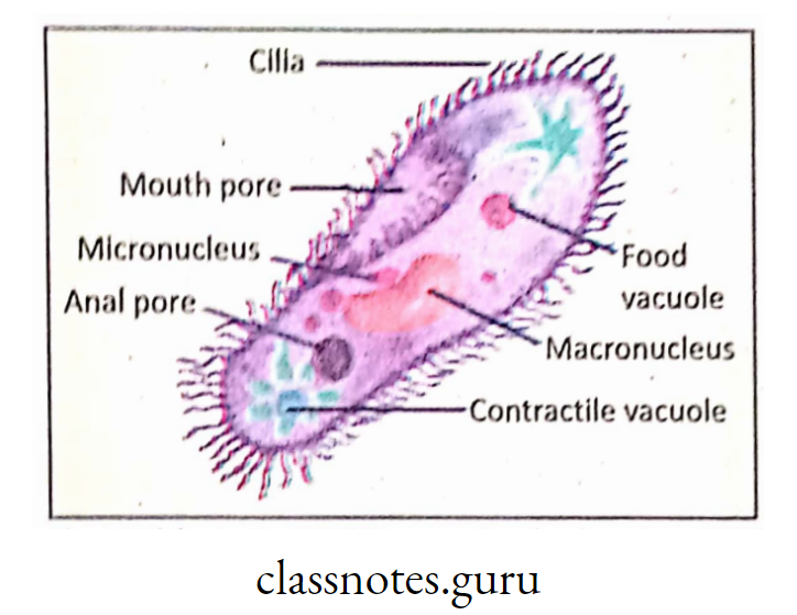 Structure of Paramoecium (under microscope)