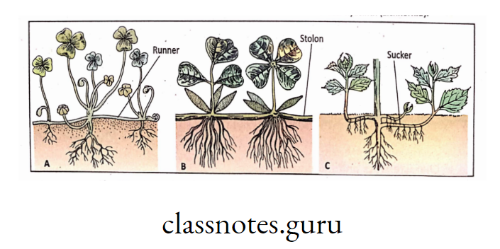 Subaerial Modified stem (A) Runner of Oxalis; (B) Stolon of Mentha; c sucker of chrysanthemum