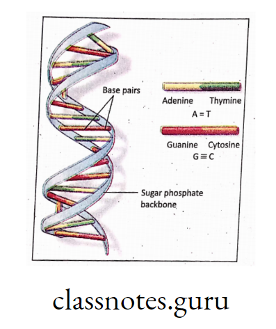 Sugar phosphate backbone and base pairs in DNA doble helix