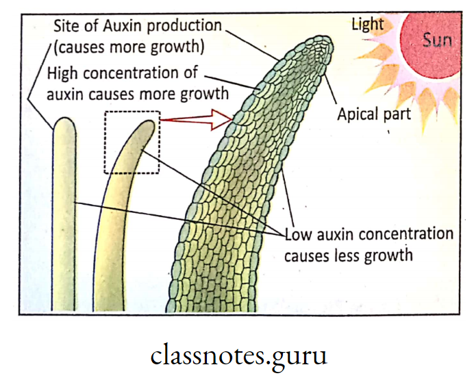 Unequal distribution of auxin causes the stem apex to bend towards the source of light