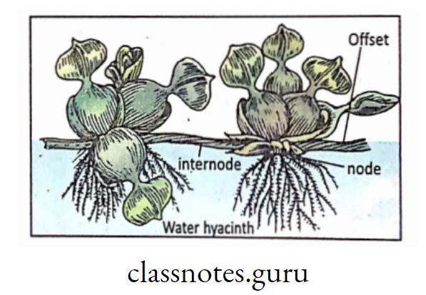 Vegetative reproduction by offset in water hyacinth