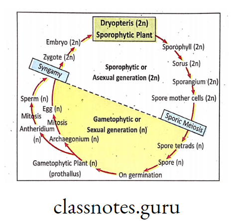 Word diagram showing alternation of generation in the life cycle of Dryopteris (Fern).