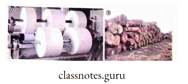 A. Paper industry B. Logs used in paper industry