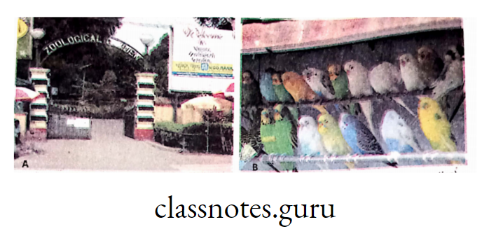 A. Zoological Garden, Alipur, Kolkata (ex-situ conservation); B. Birds in Zoo (ex-situ conservation)
