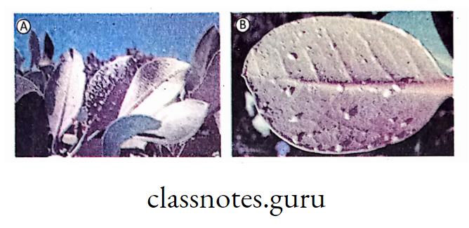 A.Leaves of Sundari plants (with salt deposits); B. Salt glands in the leaves to excrete excess salt.