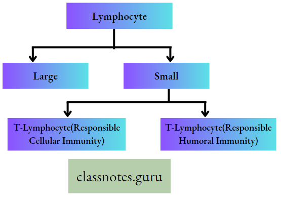 Biology And Human Welfare Lymphocyte