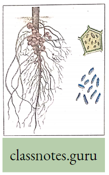 Biology And Human Welfare Root Nodules Over The Root Of Pea Plant
