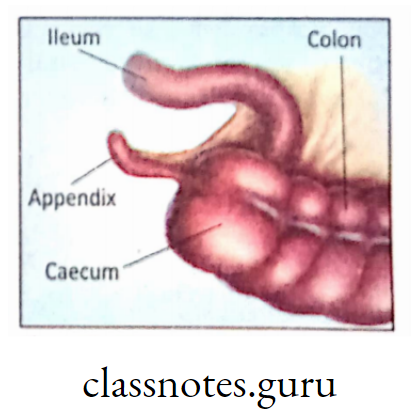 Caecum and appendix In man.