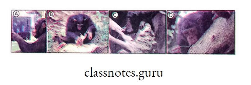 Chimpanzees—A. Playing with computer; B. Breaking of nut; C. Feeds on captured termites;