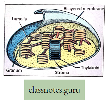 Physiological Processes Of Life Chroloplast