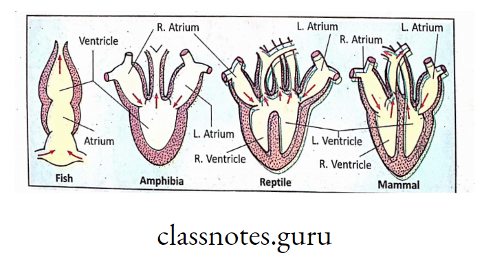 Comparative study of heart of vertebrates (From Fish to Ma.mmal)