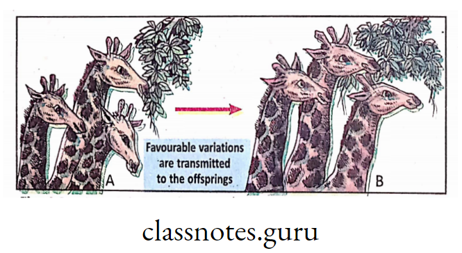 Darwin's idea of evolution of modern long necked giraffe