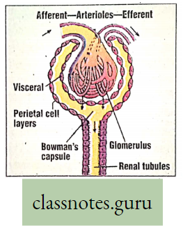 Physiological Processes Of LifeDiagram Of A Malpighian Corpuscle GlomercularbCapillary Tuft With in Bowmans Capsucle