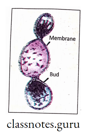 Diagram showing budding in microsphere