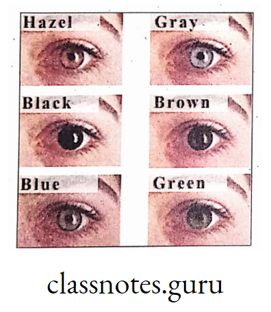 Different types of eye colour