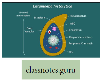 Environment And Its Resources Entamoeba Histolytica