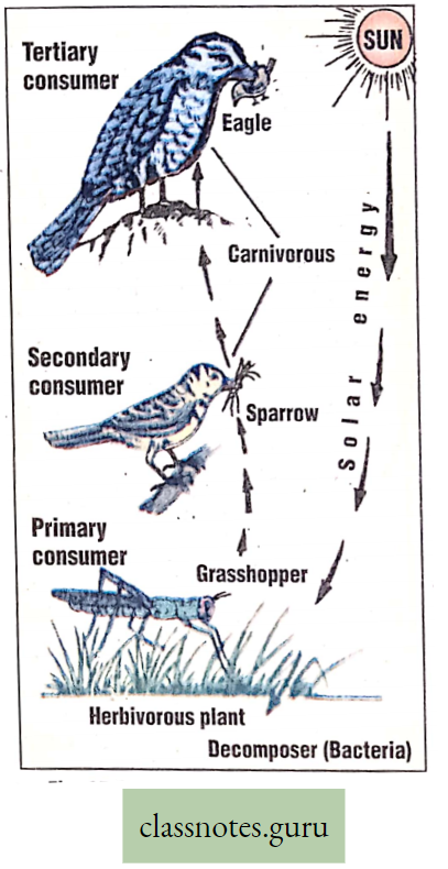 Environment And Its Resources Food Chain Of Insects And Birds