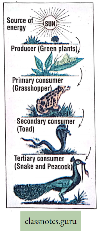 Environment And Its Resources Food Chain