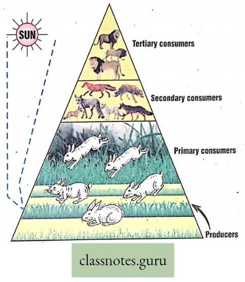 Environment And Its Resources Grassland Ecosystem Showing The Rate Of Utilization Of Energy BybSuccesive Trophic Level