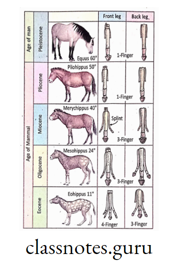 Evolution of horse.