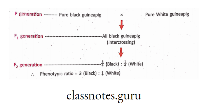 Experiment and Analysis of results of Monohybrid cross in Animal (Guineapig)