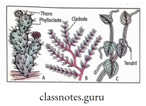 Homologous organs in plants