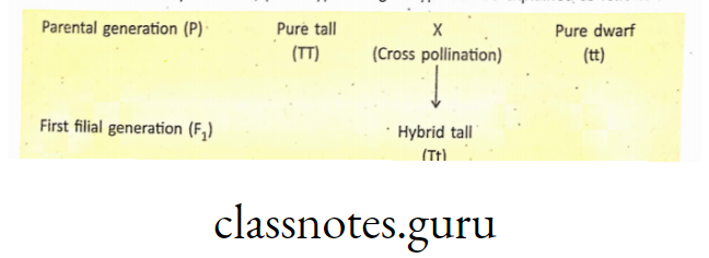 In Mendel's monohybrid cross, phenotype and genotype can be explained as follows