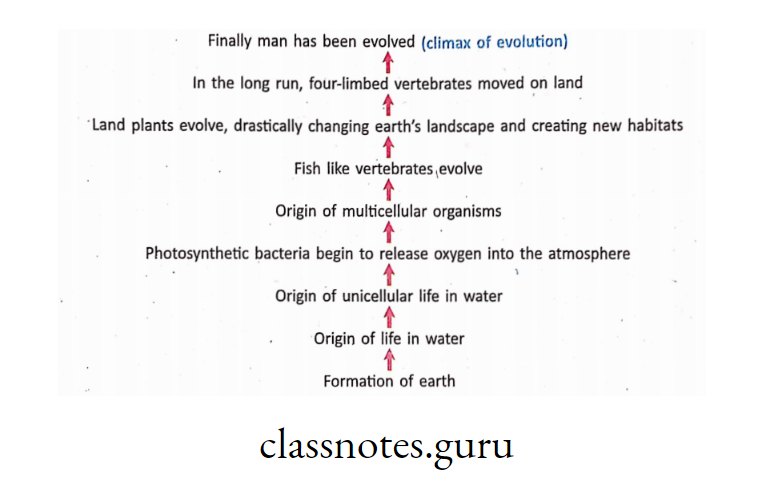 Major evolutionary events can be explained with a schematic diagram as follows