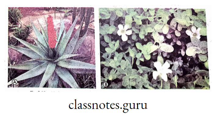 Medicinal plant—(a) vero (with flower), (B) Indian Pennywart (Brahmi)