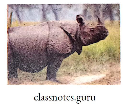 One horned Rhinoceros