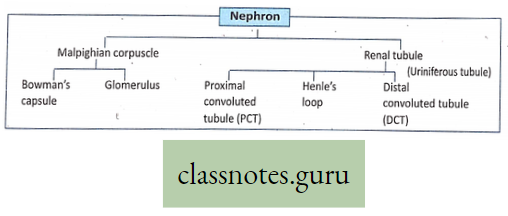 Physiological Processes Of Life A Typical Different Parts of Nephron